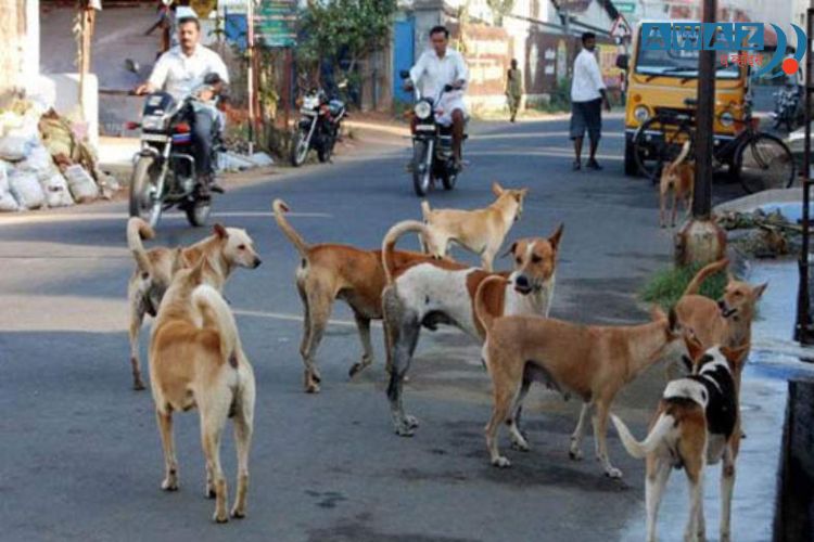 सोसायट्यांमध्ये कुत्र्यांमुळे होतात भांडण; पोलिसांपर्यंत तक्रारी 