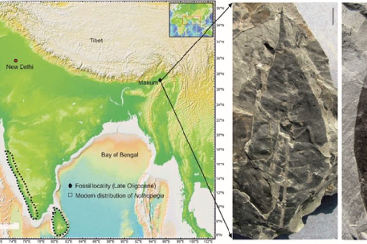 प्राचीन वनस्पतींचा ठसा