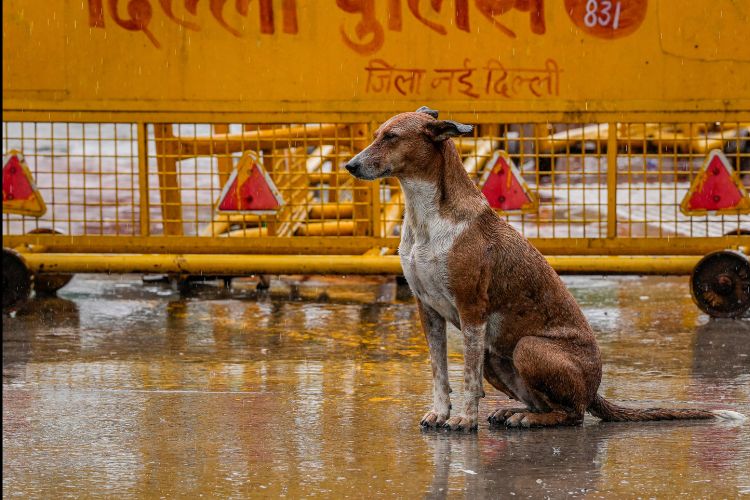 प्रातिनिधिक फोटो