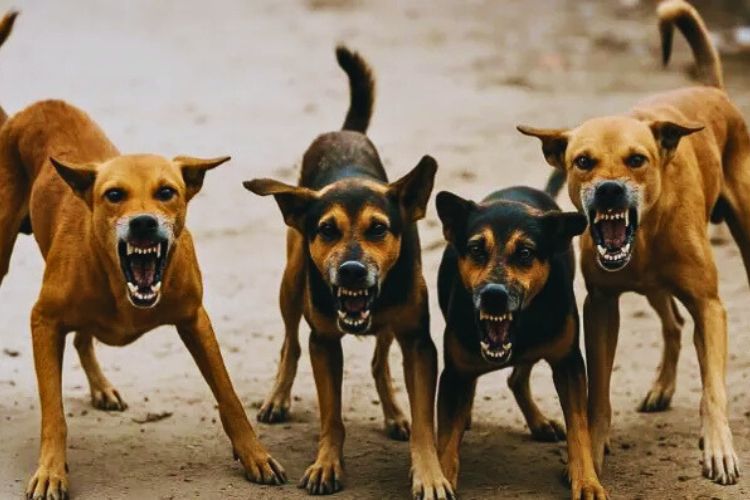 प्रातिनिधिक फोटो