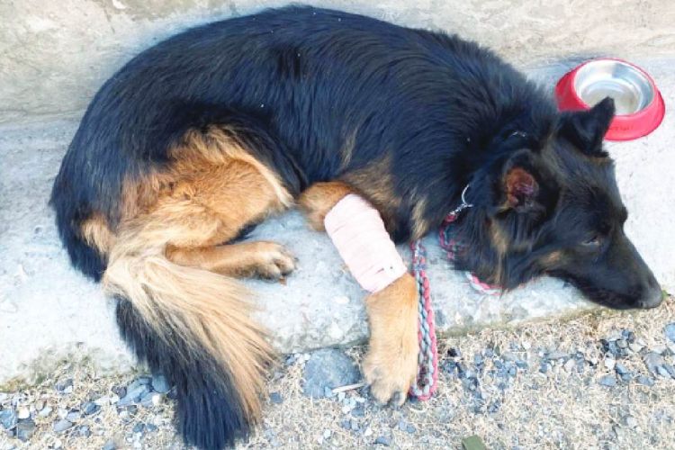 लष्करी श्वान टायसन