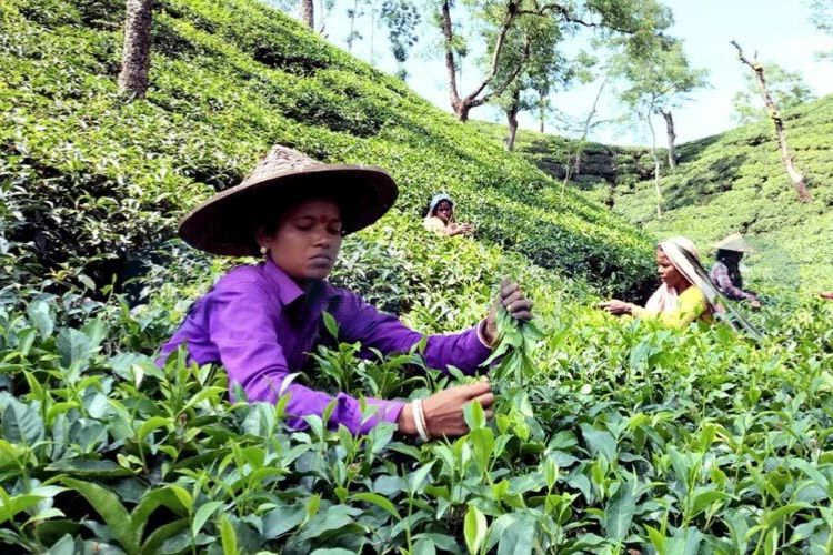 प्रातिनिधिक फोटो