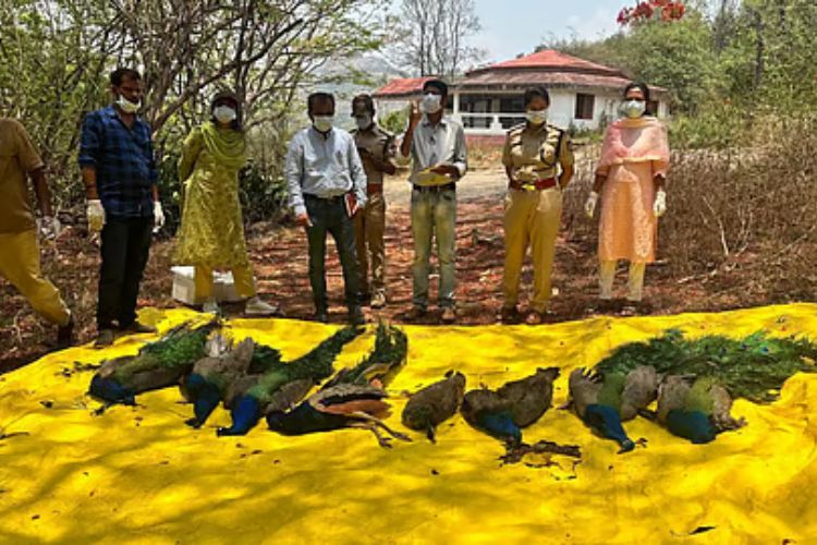 नंदुरबार जिल्ह्यात बर्ड फ्लूचा (Avian Flu) शिरकाव