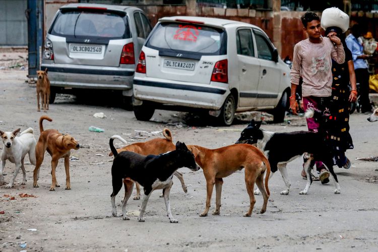 प्रातिनिधिक फोटो