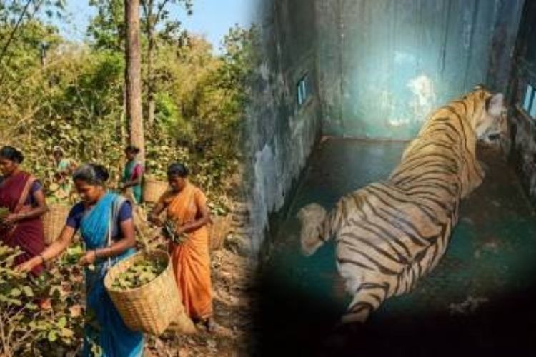 चंद्रपूरमध्ये ४ महिलांचा बळी घेणाऱ्या 'टी-२' वाघिणीला जेरबंद करण्यात वनविभागाला यश