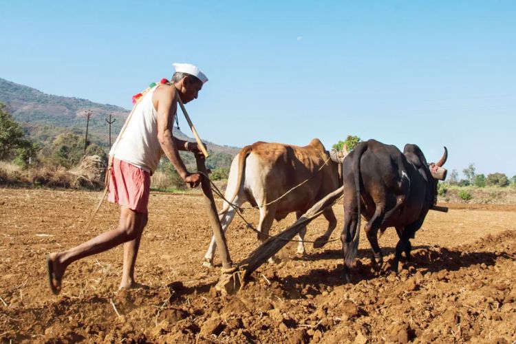 प्रातिनिधिक फोटो