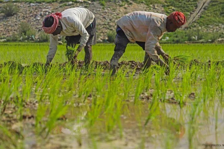 जम्मूच्या सीमावर्ती भागात जागतिक दर्जाच्या बासमती तांदळाच्या पेरणीला सुरुवात