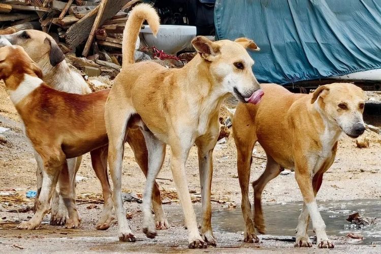 शाळा, रुग्णालयांमध्ये भटक्या कुत्र्यांच्या सोडवणुकीवर बंदी.