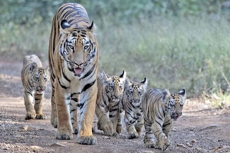 आंतरराष्ट्रीय व्याघ्र दिनानिमित्त पर्यावरण मंत्रालयाची घोषणा, भारतातील व्याघ्र संवर्धन ठरले जागतिक स्तरावर एक आदर्श.